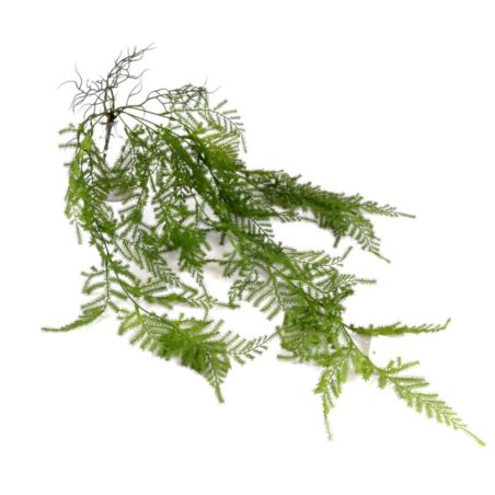 PAPROTKA ASPARAGUS ZWIS 80CM GREEN
