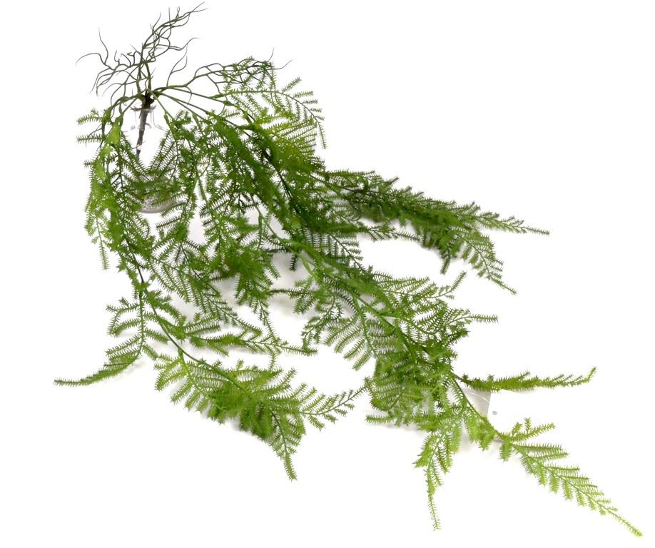 PAPROTKA ASPARAGUS ZWIS 80CM GREEN
