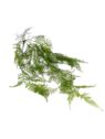 PAPROTKA ASPARAGUS ZWIS 80CM GREEN