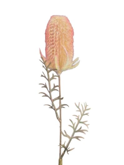 OST – THISTLE GAŁ. 45CM CV41539 FLOCK YELLOW OR