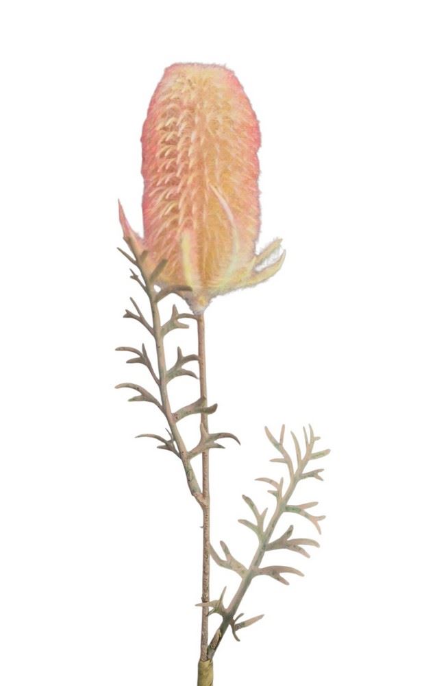 OST – THISTLE GAŁ. 45CM CV41539 FLOCK YELLOW OR