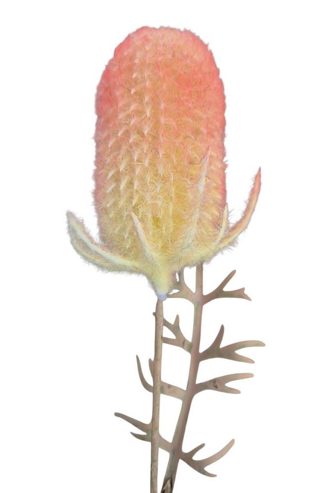 OST – THISTLE GAŁ. 45CM CV41539 FLOCK YELLOW OR