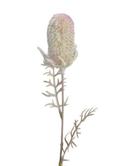 OST – THISTLE GAŁ. 45CM CV41539 FLOCK GREEN VIOL