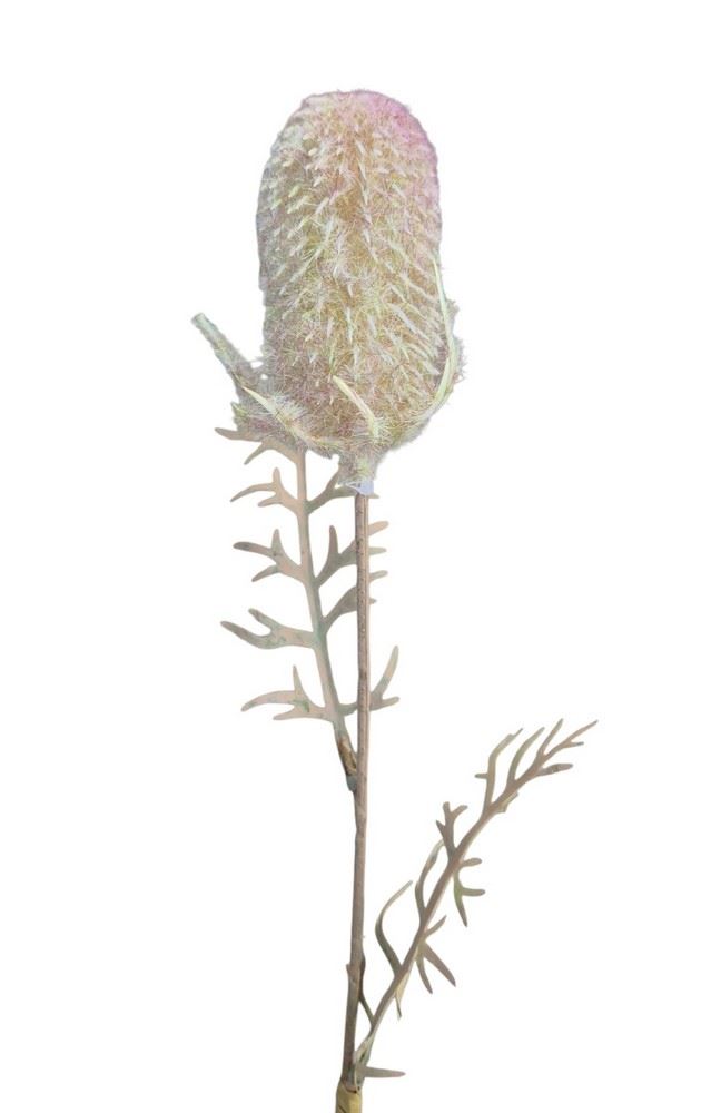OST – THISTLE GAŁ. 45CM CV41539 FLOCK GREEN VIOL