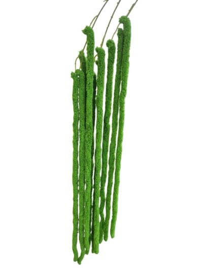 AMARANTUS PLUSZOWY ZWIS 160CM JUCY GREEN