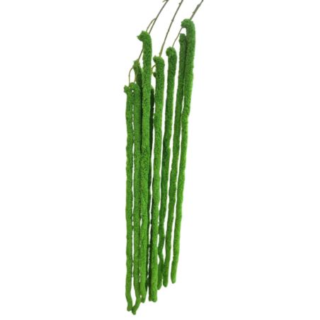 AMARANTUS PLUSZOWY ZWIS 160CM JUCY GREEN
