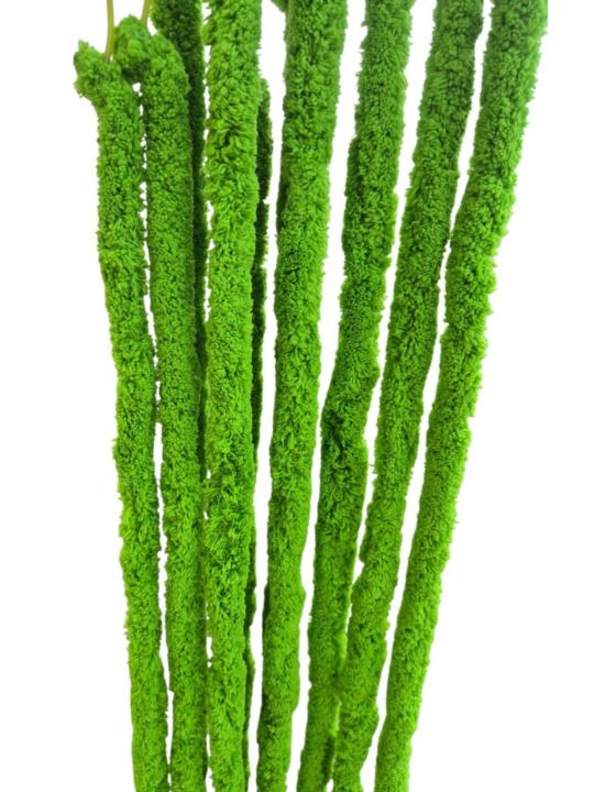 AMARANTUS PLUSZOWY ZWIS 160CM JUCY GREEN