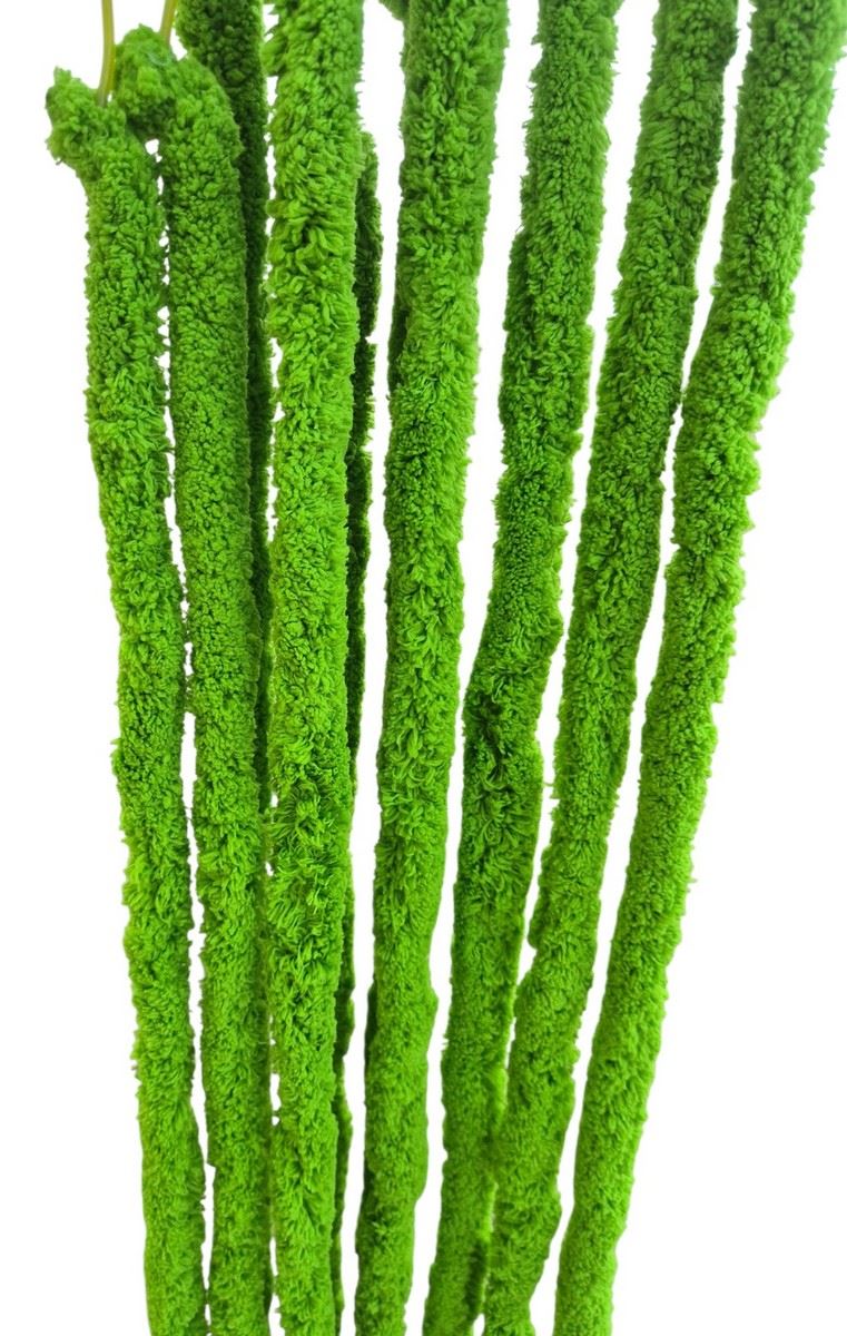 AMARANTUS PLUSZOWY ZWIS 160CM JUCY GREEN