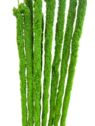 AMARANTUS PLUSZOWY ZWIS 160CM JUCY GREEN