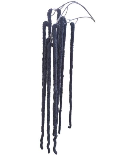 AMARANTUS PLUSZOWY ZWIS 160CM BLACK