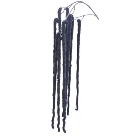 AMARANTUS PLUSZOWY ZWIS 160CM BLACK
