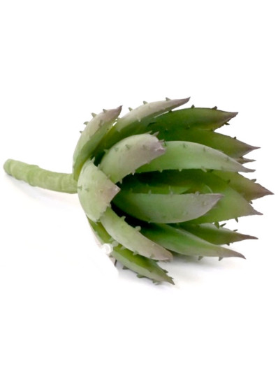 SUCULENT ALOES MINI GUMA WYS.15CM ŚR.7 POWDER GR