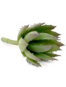 SUCULENT ALOES MINI GUMA WYS.15CM ŚR.7 POWDER GR