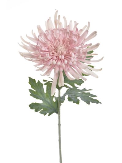 CHRYZANTEMA REAL TOUCH 76CM RT POWDER PINK