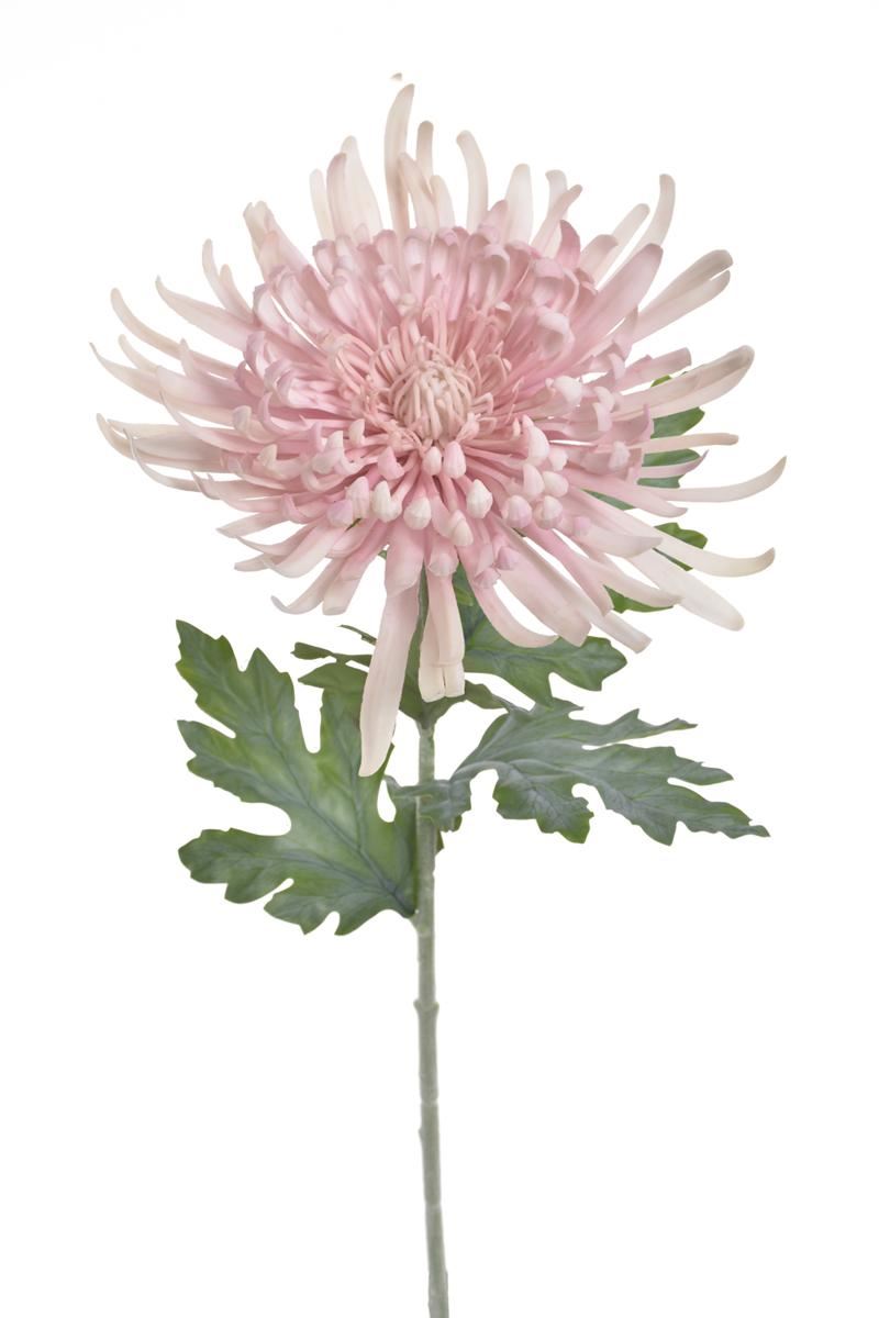 CHRYZANTEMA REAL TOUCH 76CM RT POWDER PINK