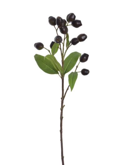 EUKALIPTUS Z OWOCAMI 66CM ECO022 BLACK OLIVE