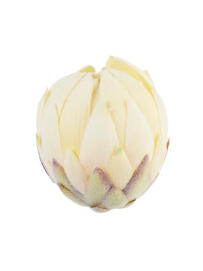 KARCHOCH- PROTEA GŁOWA WYS:12CM ŚR:11CM CREAM