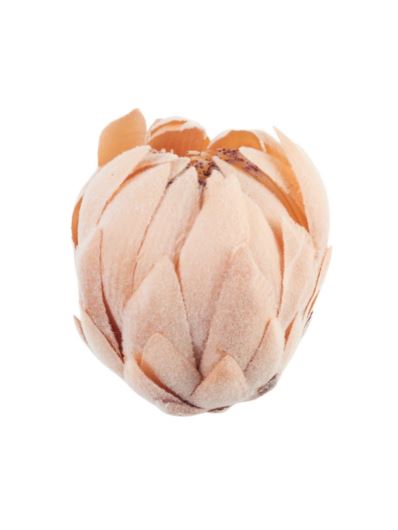 KARCHOCH- PROTEA GŁOWA WYS:12CM ŚR:11CM OLD PEACH