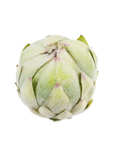 KARCHOCH- PROTEA GŁOWA WYS:12CM ŚR:11CM GREEN