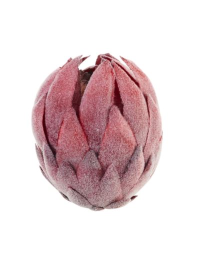 KARCHOCH- PROTEA GŁOWA WYS:12CM ŚR11CM RED BURGUND
