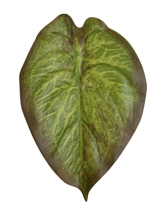 LIŚĆ ALOKAZJA 23CM JUN107 RT GREEN BROWN