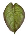 LIŚĆ ALOKAZJA 23CM JUN107 RT GREEN BROWN