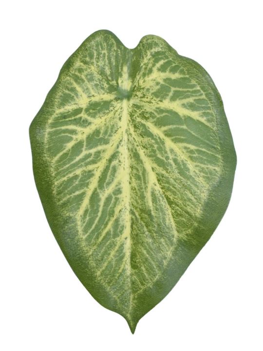 LIŚĆ ALOKAZJA 23CM JUN107 RT GREEN YELLOW