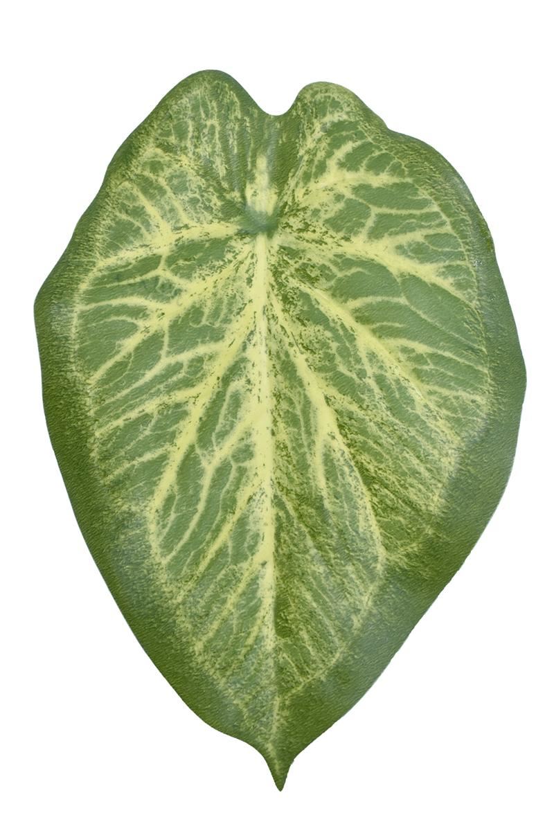 LIŚĆ ALOKAZJA 23CM JUN107 RT GREEN YELLOW