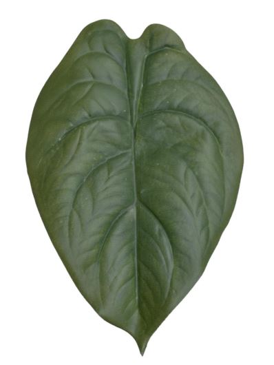 LIŚĆ ALOKAZJA 23CM JUN107 RT GREEN