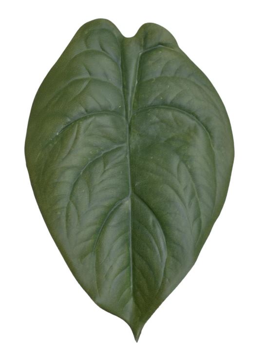 LIŚĆ ALOKAZJA 23CM JUN107 RT GREEN