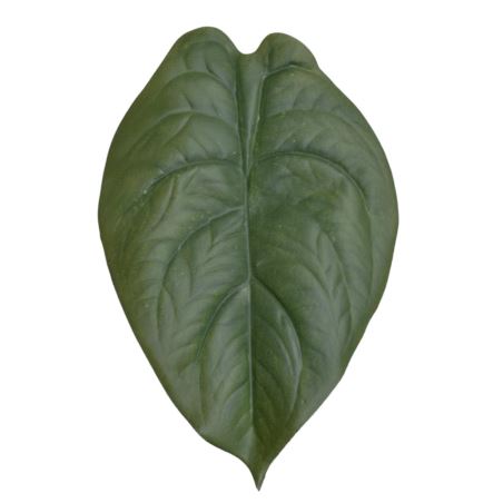 LIŚĆ ALOKAZJA 23CM JUN107 RT GREEN