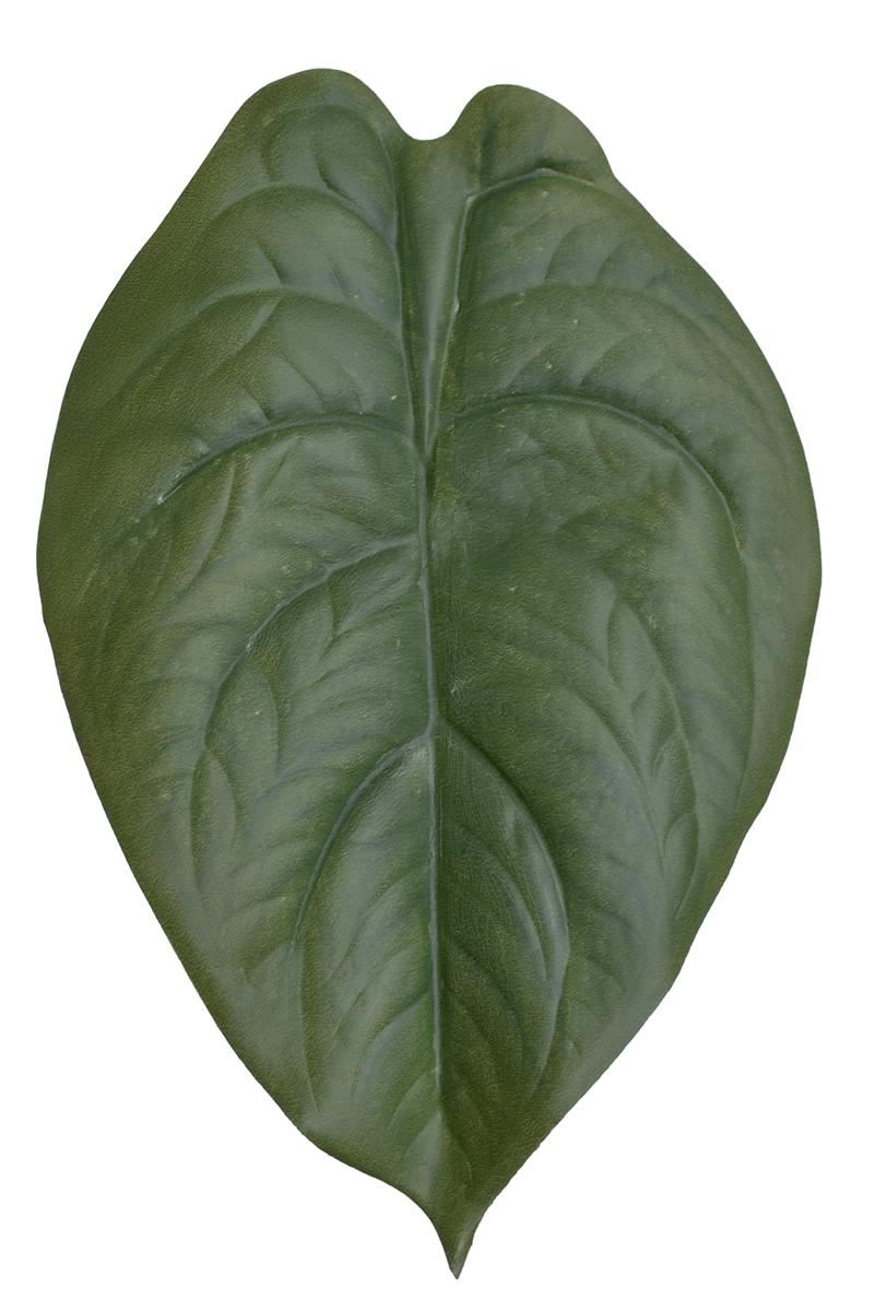 LIŚĆ ALOKAZJA 23CM JUN107 RT GREEN