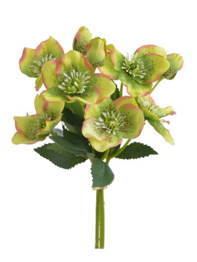 CIEMIERNIK PECZEK 9 KWIATÓW 35CM JUCY GREEN