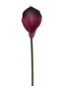 CALLA GUMA 72 CM ANA1013 BEAUTY BLACK
