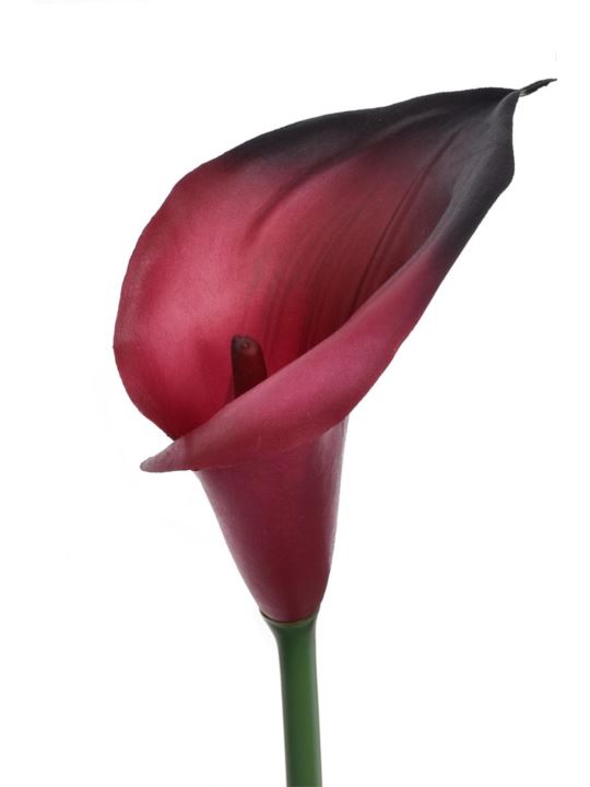 CALLA GUMA 72 CM ANA1013 BEAUTY BLACK
