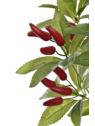 PAPRYCZKA CHILI BUKIET 42CM OWO1021 RED