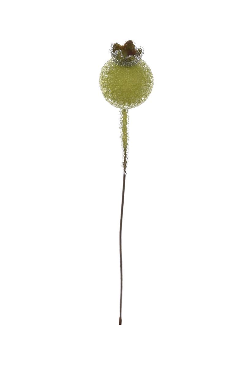 DZIKA RÓŻA 10 OWOCÓW 12CM OWO1017 GREEN SUGAR