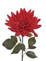 DALIA GIGANT VELVET 70CM ART281 RUBIN