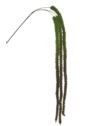 SZARŁAT – AMARANTUS ZWIS 135CM SZA1002 DR GREEN