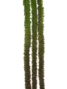 SZARŁAT – AMARANTUS ZWIS 135CM SZA1002 DR GREEN
