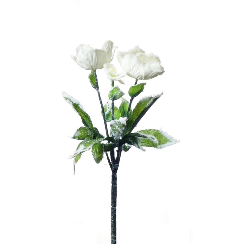 Zawilec osniezony 48cm